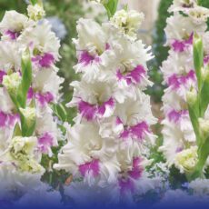 8718641997017 1 Gladiolus Kirov.jpg